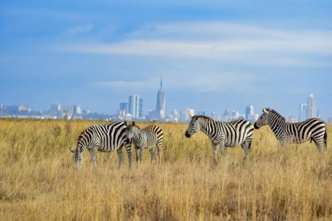 Nairobi National Park safari tour