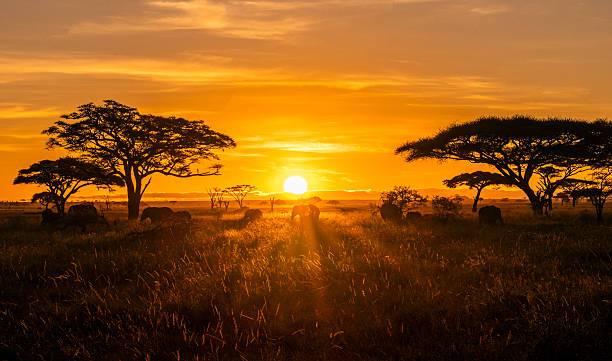 Sunset Safari