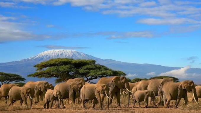Amboseli Escape safari package