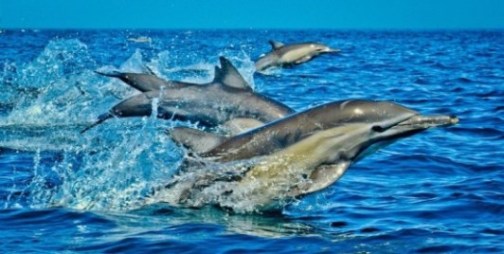 Wasini Dolphin Tour coastal service