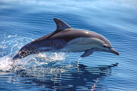 Wasini Island Dolphin Tour