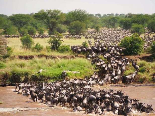 Maasai Mara Great Migration safari