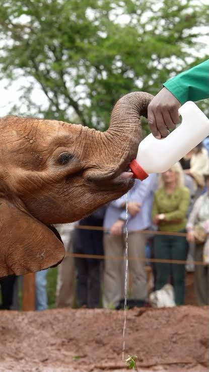 David Sheldrick Wildlife Trust and Giraffe Centre conservation tour