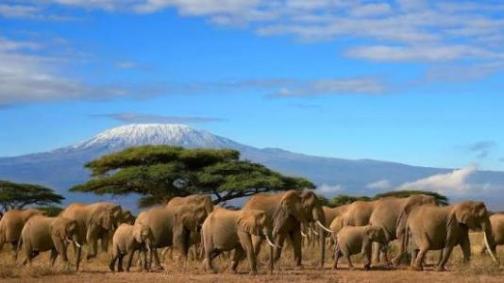 Amboseli Escape safari service