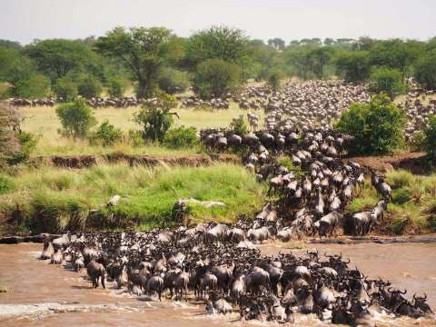Maasai Mara Great Migration safari
