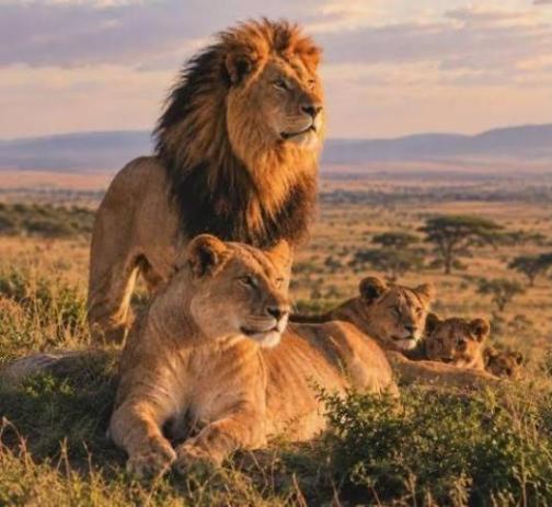 Tsavo Classic safari