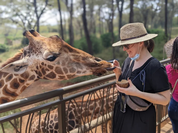 Giraffe Center Nairobi Rothschild giraffes