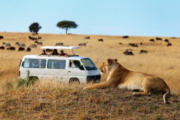 Kenya wildlife safari experience